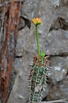 Euphorbia viguieri v capuroni Mt des Francais Diego Suarez Mad 2015_0451.jpg
